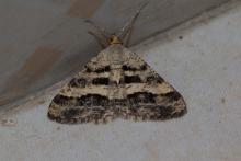 Golden weave geometer