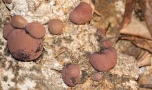 Mushroom lichen