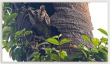 Scops Owl
