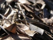 Yellow Bush Dart (Copera marginipes)