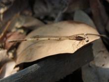 Yellow Bush Dart (Copera marginipes)