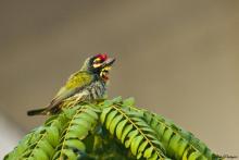 Coppersmith Barbet