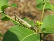 Grasshopper (Sub-famiy Orthacridinae, Family Pyrgomorphidae)