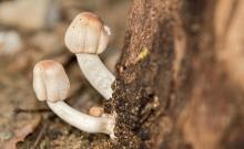 Mushrooms