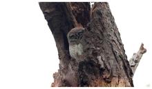 Spotted Owlet
