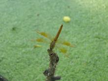 Ditch Jewel (Brachythemis contaminata) (male)