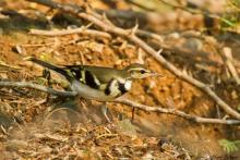 Forest Wagtail