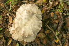 Mushrooms
