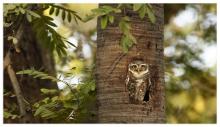 Spotted Owlet