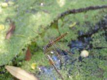 Ditch Jewel (Brachythemis contaminata) (female)