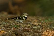 Forest Wagtail