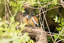 Rufous Treepie (Male and Female)