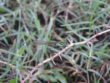 Senegal Golden Dartlet (Ischnura senegalensis) (male)