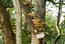 Mushrooms