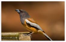 Rufous Treepie