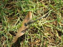 Blue Ground Skimmer (Diplacodes trivialis) (female)