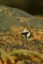 Forest Wagtail
