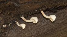 Mushrooms