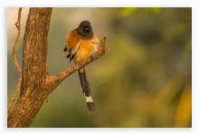 Rufous Treepie