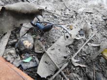 Whip scorpions (Thelyphonida or Uropygi)
