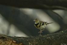 Forest Wagtail