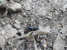 Whip scorpions (Thelyphonida or Uropygi)