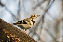 Forest Wagtail