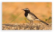 White Browed Wagtail