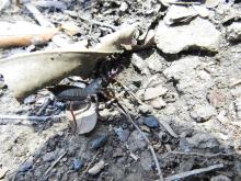Whip scorpions (Thelyphonida or Uropygi)