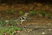 Forest Wagtail