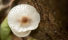 Mushrooms