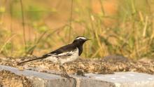 White Browed Wagtail