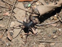 Whip scorpions (Thelyphonida or Uropygi)