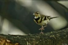 Forest Wagtail