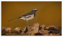 White Browed Wagtail
