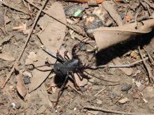Whip scorpions (Thelyphonida or Uropygi)