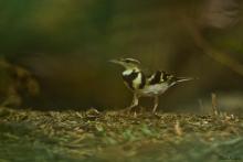 Forest Wagtail