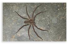 Giant Crab Spider Male
