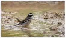 White Browed Wagtail