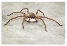 Giant Crab Spider With Egg Sac