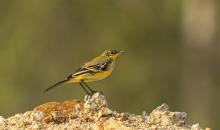 Yellow Wagtail