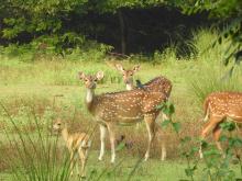 Spotted Deer (Axis axis) (three female individuals), Blackbuck (Antilope cervicapra) (one young individual), Black Drongo (Dicrurus macrocercus) and Common Myna  (Acridotheres tristis)