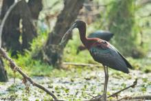 Glossy Ibis