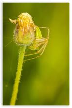Greenlynx