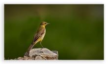Yellow Wagtail