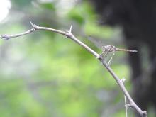 Asiatic Bloodtail (Lathrecista asiatica) (female)