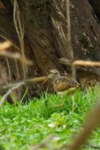 Greater Painted Snipe