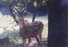 Spotted Deer