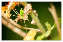 Greenlynx