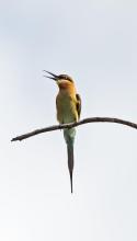Blue Tailed Bee Eater
